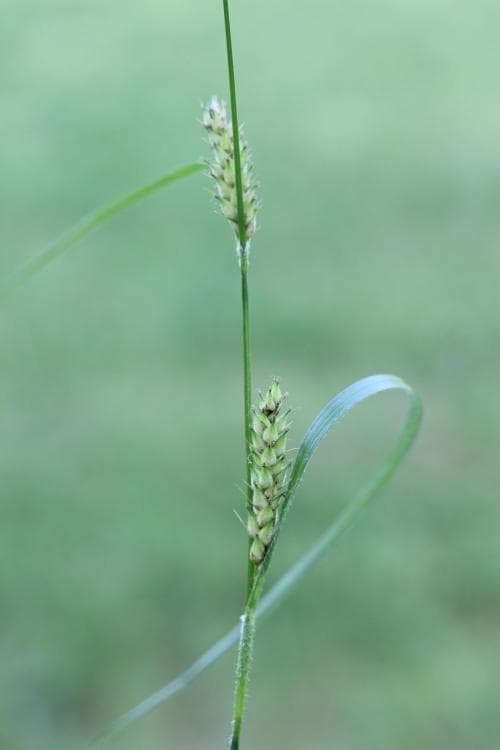 grusstarr Carex hirta