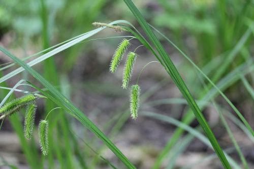 slokstarr Carex pseudocyperus