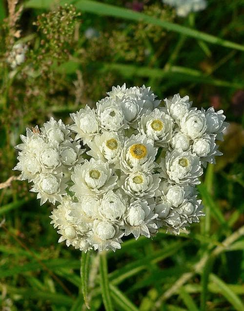 pärleternell Anaphalis margaritacea