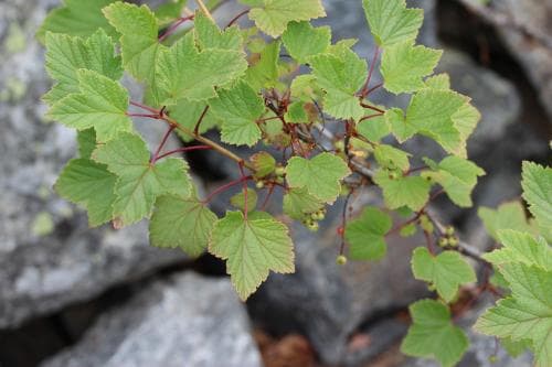 lappvinbär Ribes spicatum subsp. lapponicum