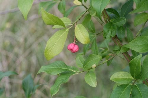 benved Euonymus europaeus