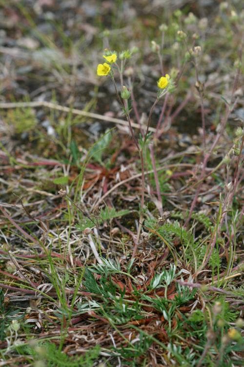 mångfingerört Potentilla multifida