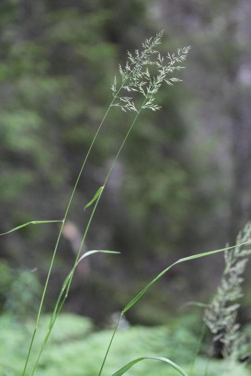 skogsrör Calamagrostis chalybaea
