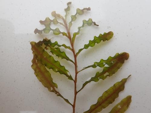 krusnate Potamogeton crispus