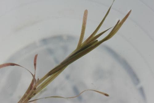 bandnate Potamogeton compressus