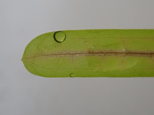 trubbnate Potamogeton obtusifolius