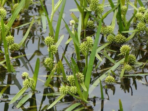 plattbladig igelknopp Sparganium angustifolium