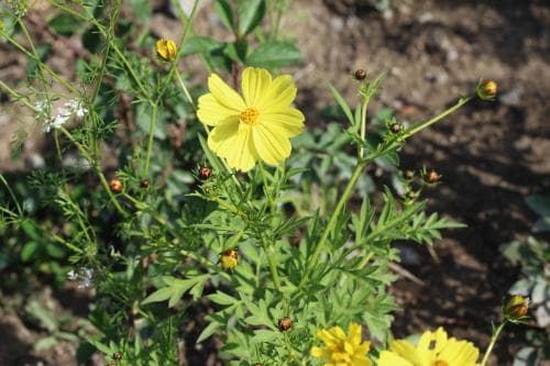 gullskära Cosmos sulphureus