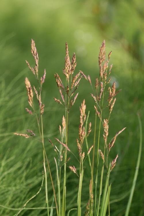 nordgröe Poa pratensis subsp. alpigena