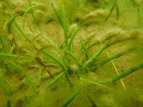 strandpryl Plantago uniflora