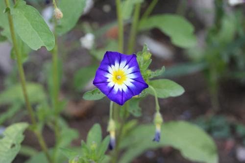 blåvinda Convolvulus tricolor