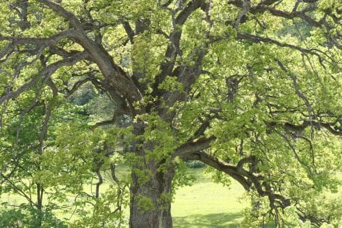 skogsek Quercus robur