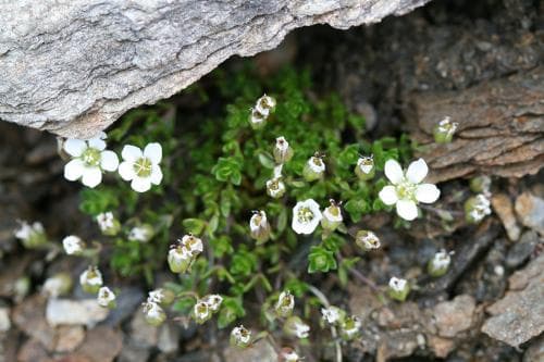 skrednarv Arenaria norvegica