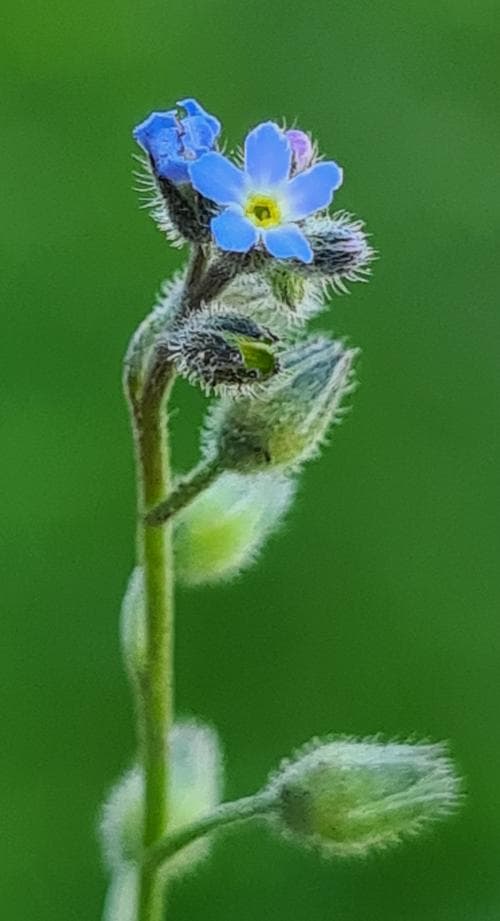 åkerförgätmigej Myosotis arvensis