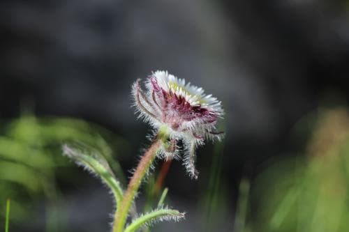 vitbinka Erigeron uniflorus subsp. eriocephalus