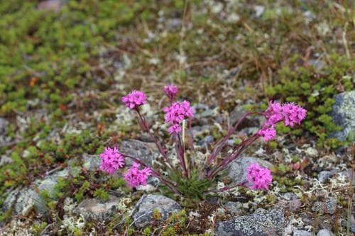 vanlig fjällnejlika Viscaria alpina var. alpina