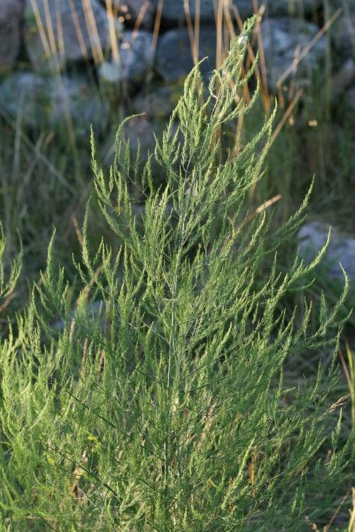 sparris Asparagus officinalis