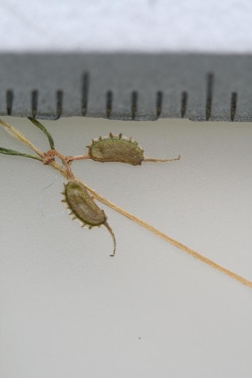 skaftsärv Zannichellia palustris var. pedicellata