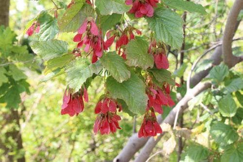 rysk lönn Acer tataricum subsp. tataricum