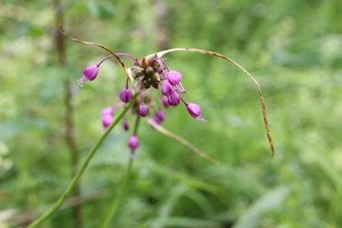 rosenlök Allium carinatum