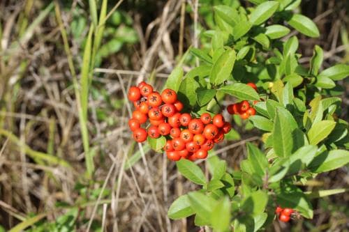 eldtorn Pyracantha coccinea
