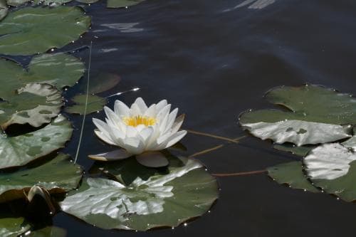 sydnäckros Nymphaea alba subsp. alba