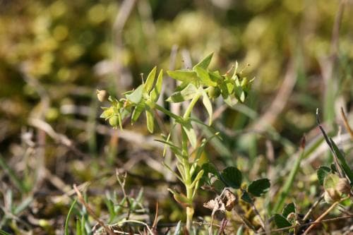 småtörel Euphorbia exigua