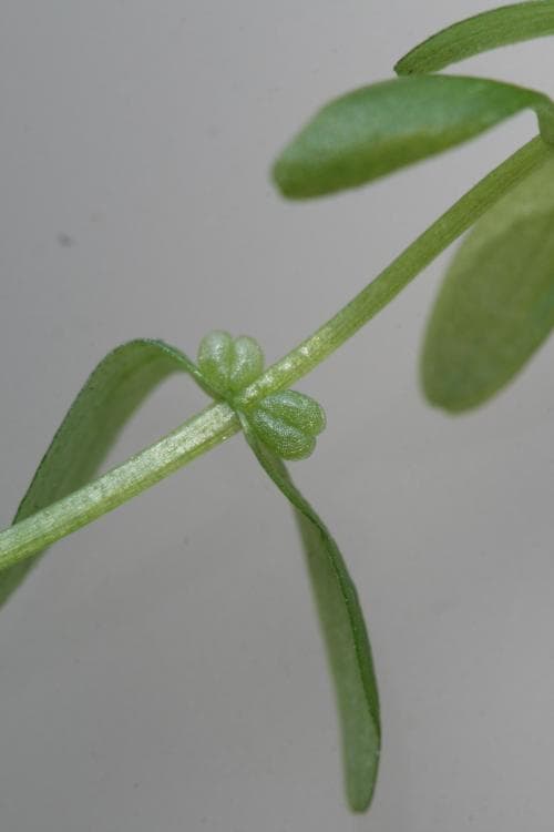 smålånke Callitriche palustris