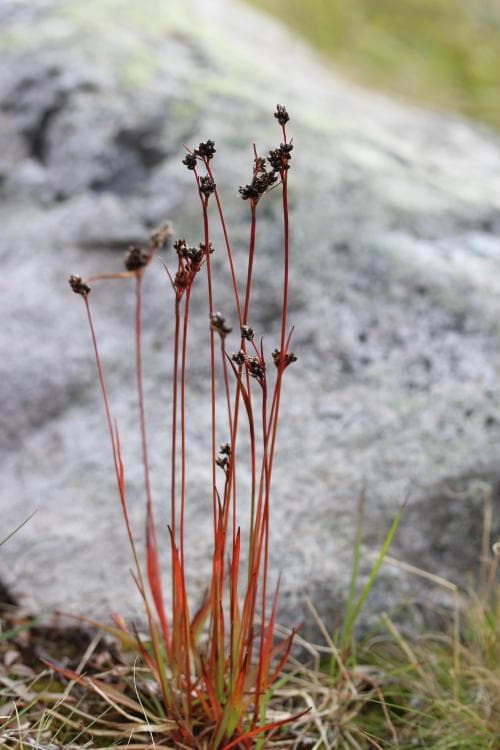 säterfryle Luzula multiflora subsp. frigida