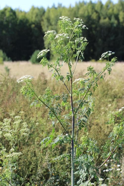 odört Conium maculatum