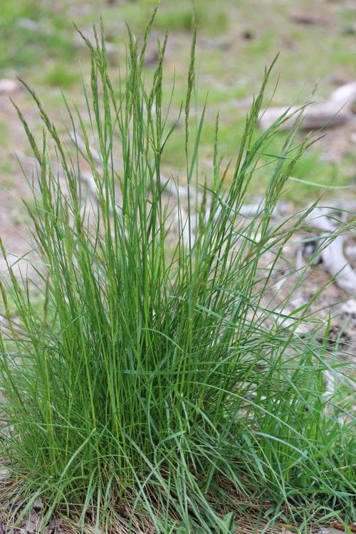 tuvsvingel Festuca rubra subsp. commutata