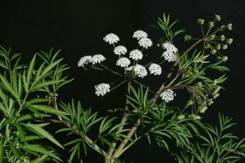 vanlig sprängört Cicuta virosa var. virosa