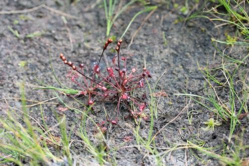 småsileshår Drosera intermedia
