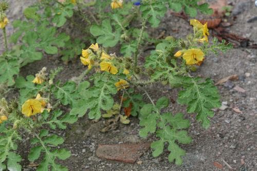 taggborre Solanum rostratum