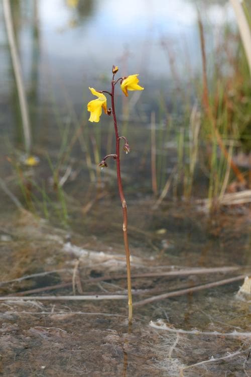 vattenbläddra Utricularia vulgaris