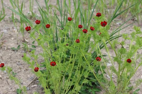 höstadonis Adonis annua