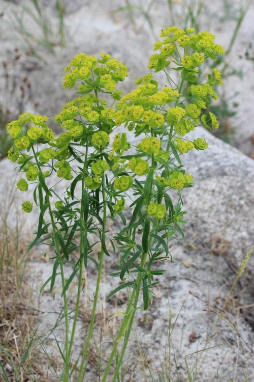 bredbladig vargtörel Euphorbia esula
