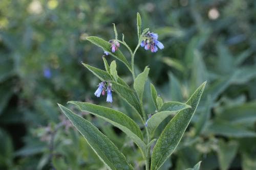 fodervallört Symphytum asperum