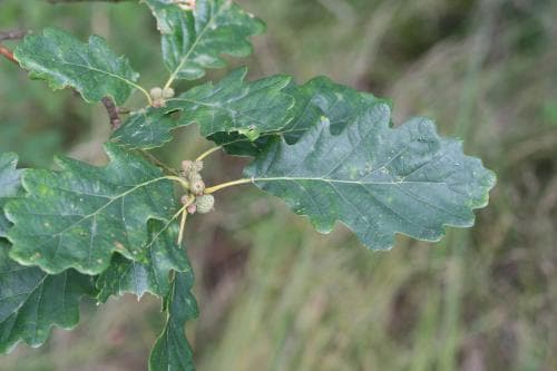 bergek Quercus petraea