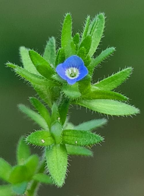 fältveronika Veronica arvensis