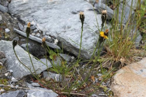 svart höstfibbla Scorzoneroides autumnalis var. pratensis