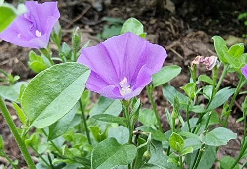 ampelvinda Convolvulus sabatius