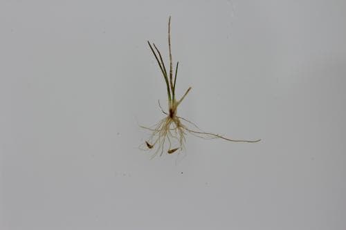 dvärgsäv Eleocharis parvula