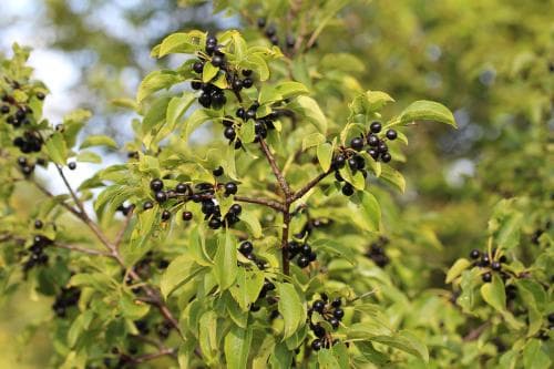 getapel Rhamnus cathartica