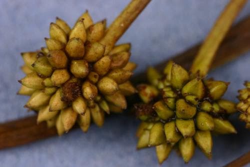 fjälligelknopp Sparganium hyperboreum