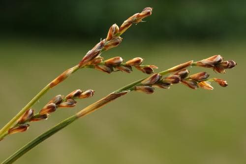 åsstarr Carex pallidula