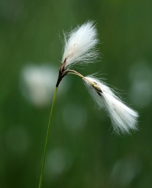 kärrull Eriophorum gracile