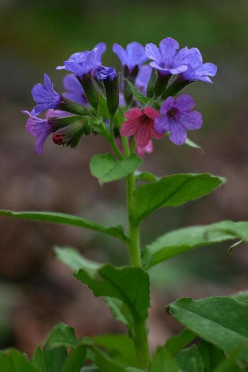 mörk lungört Pulmonaria obscura