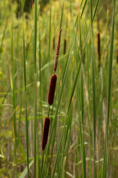 smalkaveldun Typha angustifolia