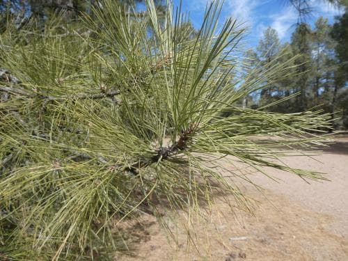 gultall Pinus ponderosa